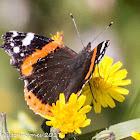 Red Admiral