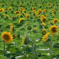 Campo di girasoli di 