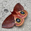 Io Moth