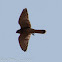 Kestrel; Cernícalo Real