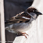 House Sparrow