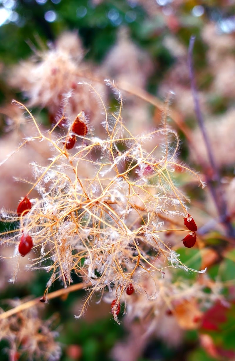 Autunno nel Carso. di terazuc