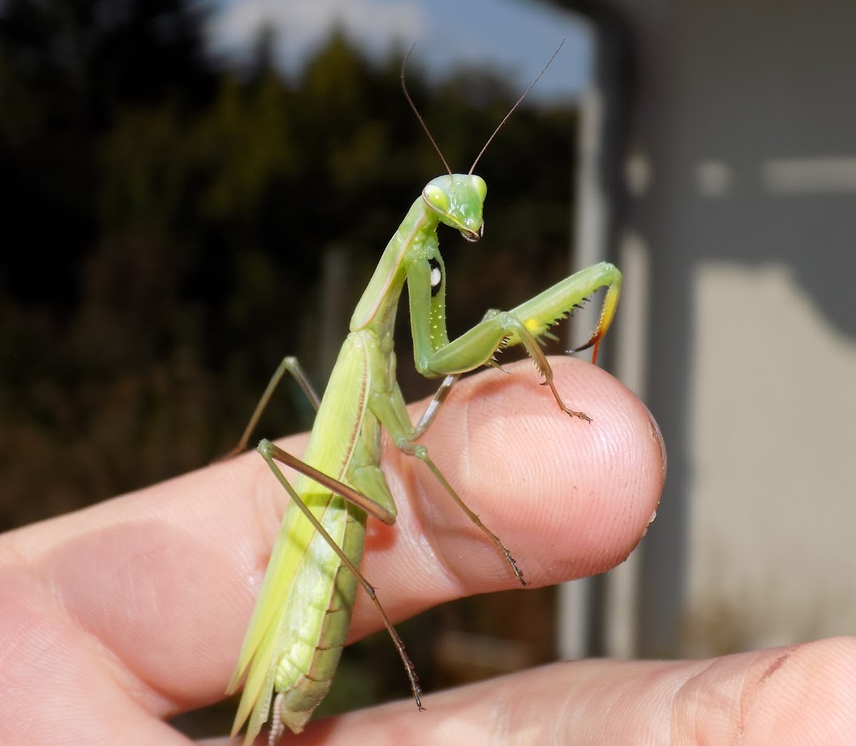 European mantis