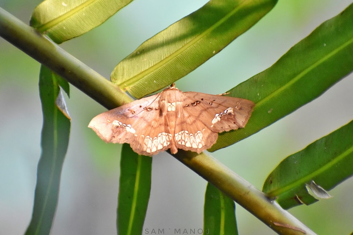 NightFly Moth