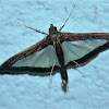 Melonworm moth