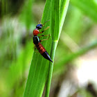 Whiplash Rove Beetle