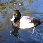 Greater Scaup