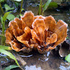 Unidentified Fungi