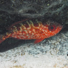 Glasseye Snapper