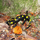 Fire salamander