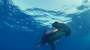 Smooth Hammerhead Sharks thumbnail