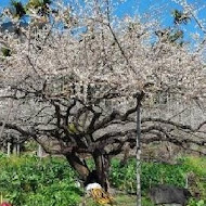 柳家梅園農場