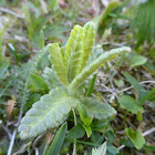 Mountain Avens