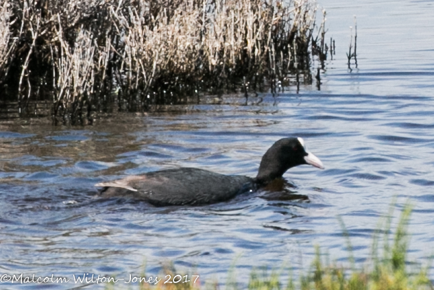 Coot; Focha Común