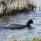 Coot; Focha Común