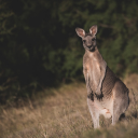 Kangaroo