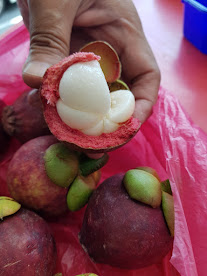 Soft white flesh of the mangosteen inside the purple hard shell. You can tell the mangosteen is fresh by its pure snow-white flesh.