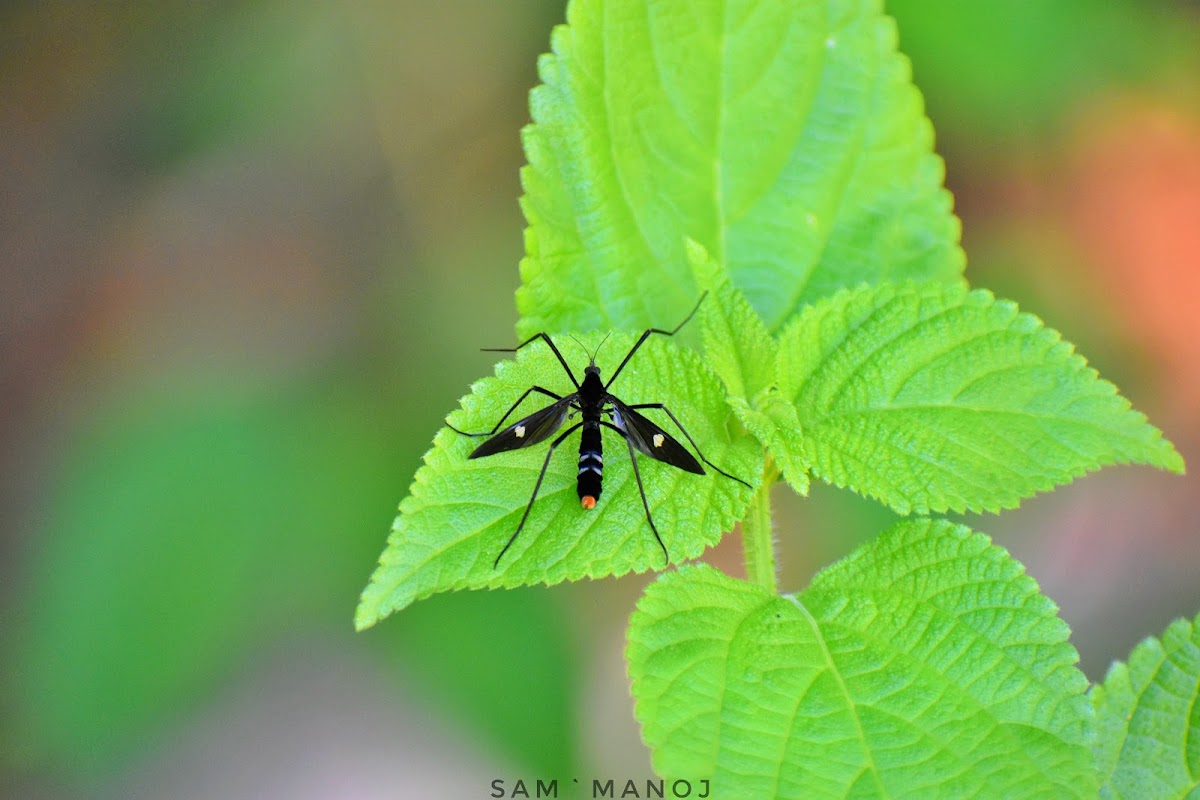 Crane Fly