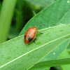 Leaf Beetle