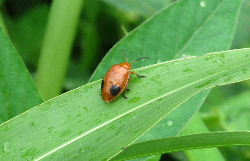 Leaf Beetle