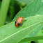 Leaf Beetle