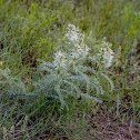 Drummond’s Milkvetch