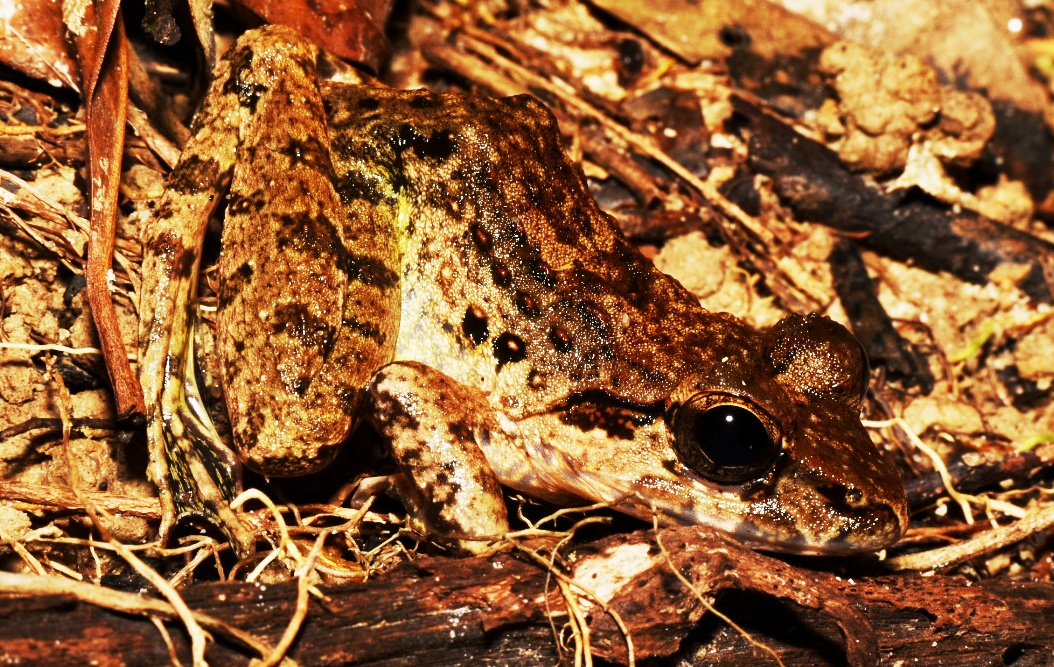 Giant river frog