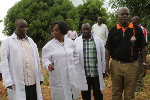 Elgeyo Marakwet Governor Alex Tolgos (L) and acting CEO of KEPHIS Dr Esther Kimani when they visited one of the mango farms during farmers field day in Kerio Valley on April 17.Photo Mathews Ndanyi