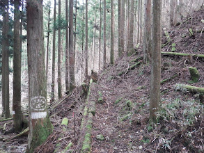 作業道を進む