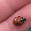 7-spotted Ladybug