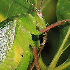 Bush Cricket