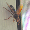 Eastern Cicada Killer