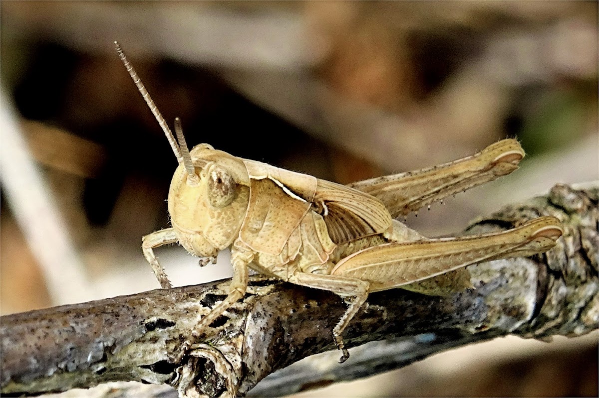 Common Field Grasshopper