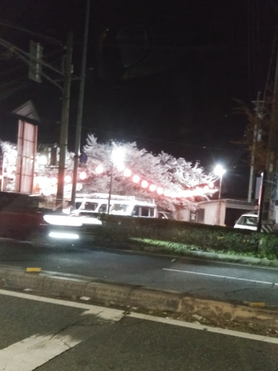 愛車居酒屋🏮とっつぁん亭さんが投稿した夜桜見物に関するカスタム事例の投稿画像1枚目