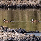 White-headed Duck; Malvasía