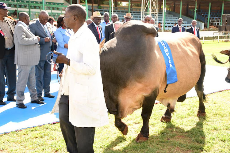 The champion bull on a showcase to the dignitaries in attendance at the 2019 Nairobi International Trade Fair