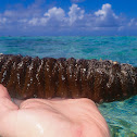 Donkey Dung Sea Cucumber