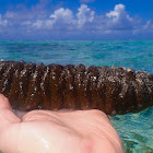 Donkey Dung Sea Cucumber