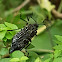 Feather Horned Beetle