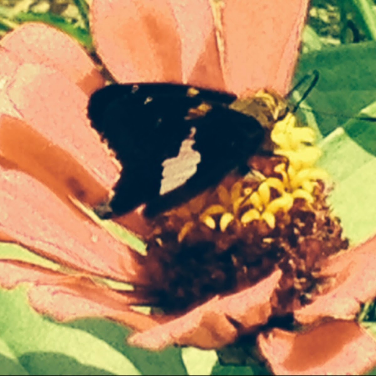 Silver-spotted Skipper