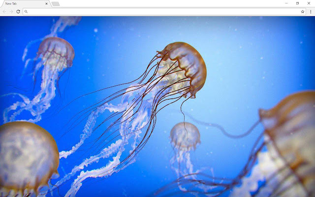 Jellyfish Pics & New Tab