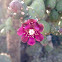 Chain-fruit Cholla Bloom