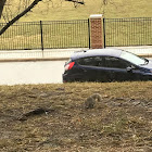 Eastern Gray Squirrel