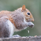 Eastern Gray Squirrel