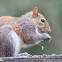 Eastern Gray Squirrel