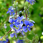 Germander Speedwell