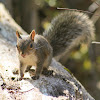 Eastern Gray Squirrel