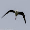 Black-winged Stilt; Cigüeñuela