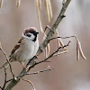 Eurasian tree sparrow