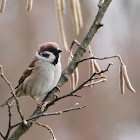 Eurasian tree sparrow